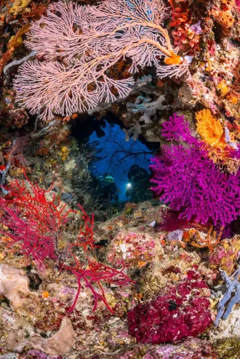 Tomia Scuba Diving Discovery